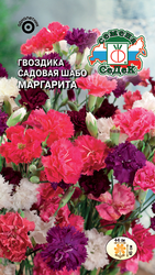Семена цветок Гвоздика многоцветный, крупный план