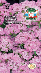 Семена цветок Гвоздика, крупный план