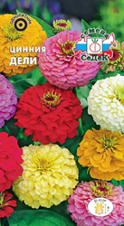 Цветок Цинния Дели, фото