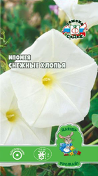 Цветок Ипомея Снежные хлопья, крупный план