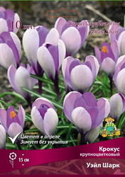 Крокус Крупноцветковый Уэйл Шарк в капере, 10шт, картинка