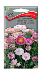 Гелихризум Королевский размер Серебристо-розовый 0,1гр, крупный план