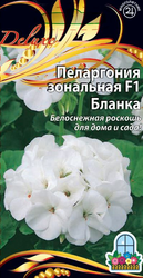 Семена Пеларгония зональная F1 Бланка цв.п   5шт, фотография