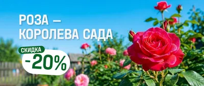 Роза-королева сада