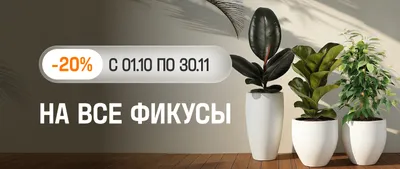 Фикусы -20%