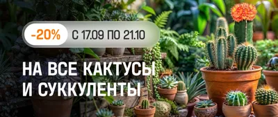 -20% на все кактусы и суккуленты