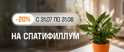 -20% на Спатифиллум