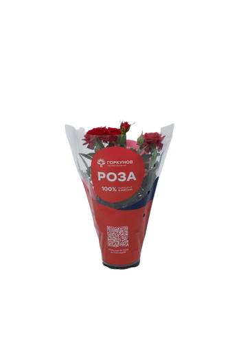 Растение комнатное Роза Кордана d=10, картинка