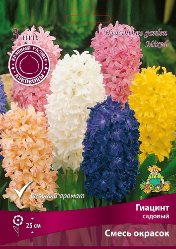 Луковица Поиск Гиацинты садовые Смесь окрасок в капере, 3шт, вид