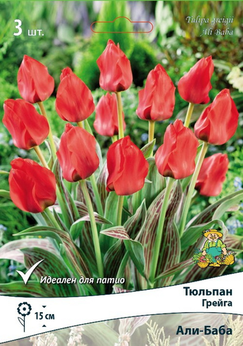 Луковица Поиск Тюльпан Грейга Али-Баба, 3шт, вид