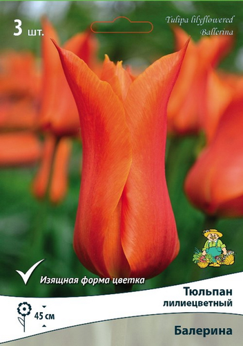Луковица Поиск Тюльпан лилиецветный Балерина, 3шт, детальное фото
