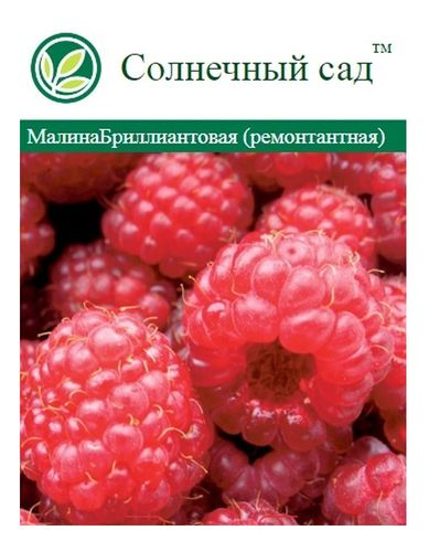 Саженец Малина ремонтантная, фотография