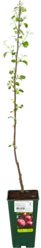 Саженец Яблоня V2, вид