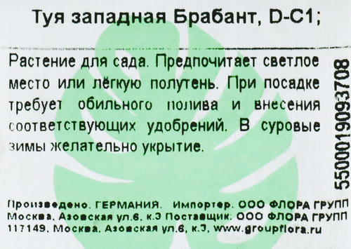 Туя западная AVS Брабант С1, вид
