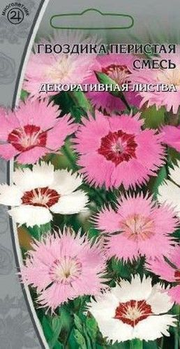 Семена гвоздика перистая смесь 0,5 г, крупный план