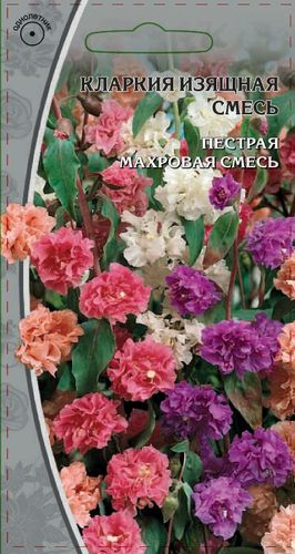 Семена Кларкия изящная  Смесь 0,2 гр, картинка