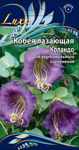 Семена Кобея лазающая Коландо 5 шт, изображение