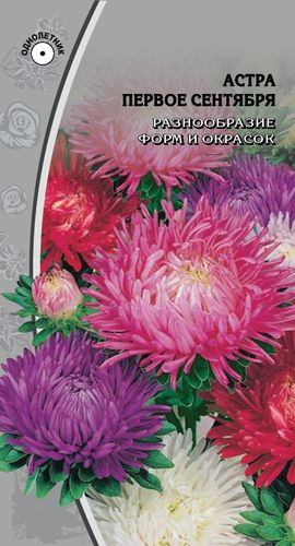 Семена Астра Первое сентября 0,2 гр, картинка