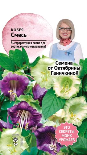 Семена Кобея смесь 5 шт, вид