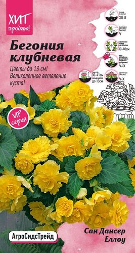 Семена Бегония клубневая Сан дансер Еллоу 5 шт АСТ, крупный план