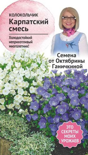 Семена Колокольчика карпатского Октябрина Ганичкина смесь 0,1 г, крупный план