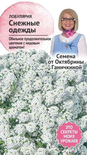 Семена Алиссум (лобулярия) Снежные одежды 0,2 г Семена от Октябрины Ганичкиной, крупный план