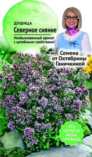 Семена Душицы Октябрина Ганичкина Северное сияние 0,1 г, вид