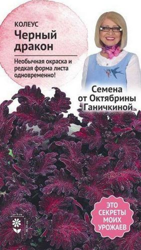 Семена Колеуса Октябрина Ганичкина Черный дракон 10 шт, фото