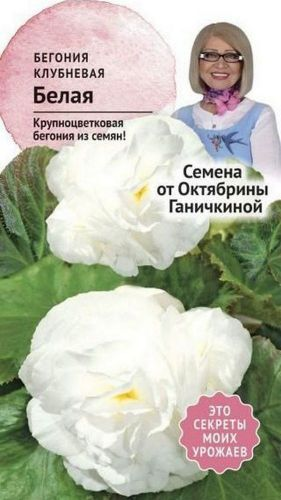 Семена Бегонии клубневой Октябрина Ганичкина белая 6 шт, фотография