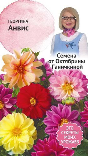 Семена Георгины Октябрина Ганичкина Анвис 0,3 г, изображение