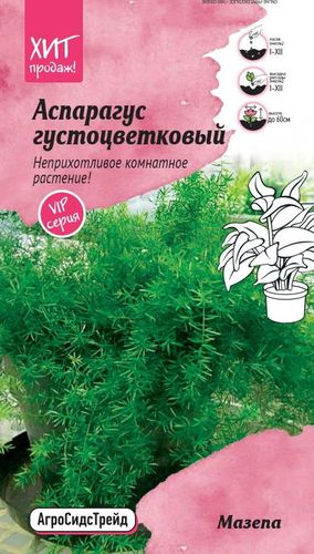 Аспарагус густоцветковый Мазепа 5шт АСТ, изображение