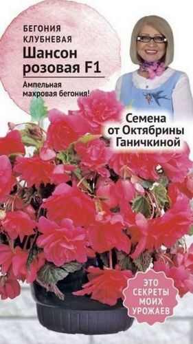 Семена Бегонии клубневой Октябрина Ганичкина Шансон розовая F1 6 шт, фото
