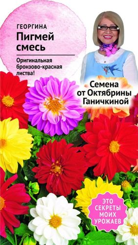 Семена Георгины Октябрина Ганичкина Пигмей 0,1 г, фото