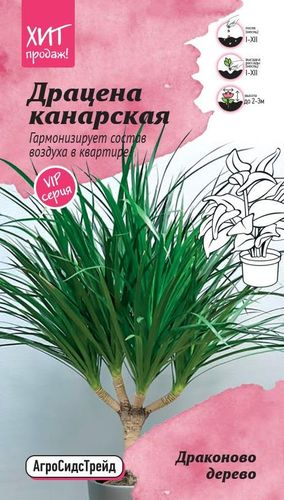 Драцена канарская Драконово Дерево 3шт АСТ, вид