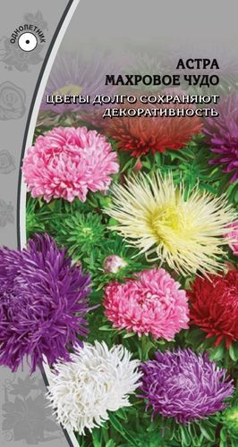 Семена Астра Махровое чудо 0,2гр, крупный план