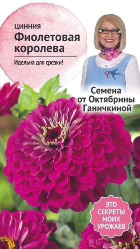 Семена Цинния Фиолетовая королева 0,5 г Семена от Октябрины Ганичкиной, картинка
