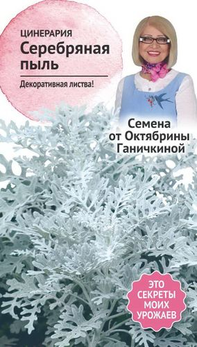 Семена Цинерарии Октябрина Ганичина Серебряная пыль 0,1 г, изображение