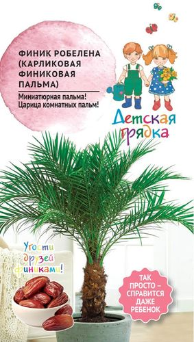 Семена Финик Робелена (карликовая финиковая пальма) 5шт Детская грядка, детальное фото