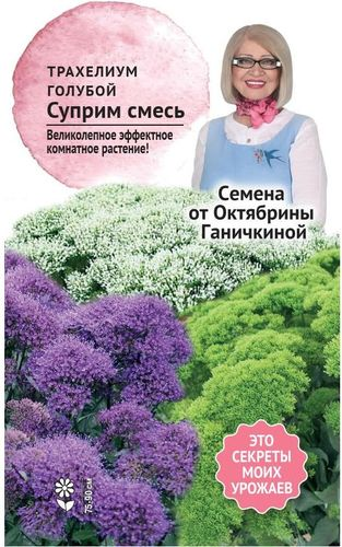 Трахелиум голубой Суприм Смесь 5 шт, фотография