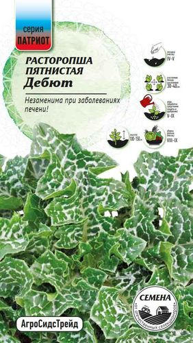 Семена Расторопша пятнистая Дебют ПАТРИОТ, крупный план
