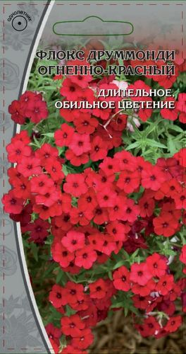 Семена Флокс  друммонди  Огненно-красный  0,1гр, крупный план