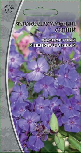 Семена Флокс  друммонди Синий  0,1гр, крупный план