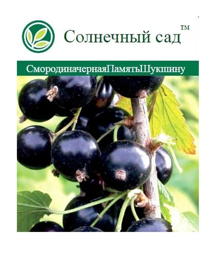 Растение смородина черный С2 Н35, детальное фото