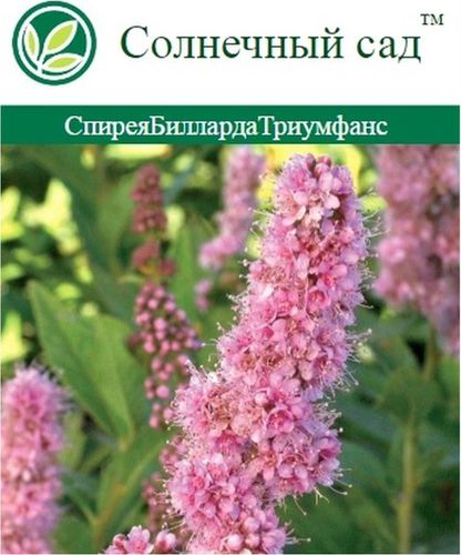 Растение Спирея С2 Н35, фотография