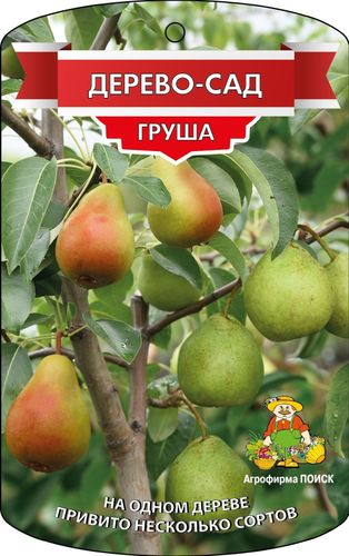 Растение Груша Дерево-сад ПОИСК C7,5 Н160, вид