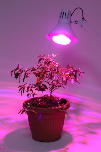 Светодиодная фитолампа красно-синего спектра ЭРА FITO-16W-RB-E27-K 16Вт 1310K, изображение