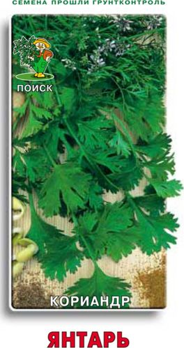 Семена Кориандра ПОИСК Янтарь 3 г, крупный план