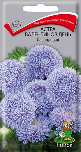 Астра Валентинов день Лавандовая, картинка