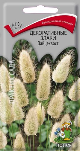 Семена Декоративные злаки Зайцехвост, вид