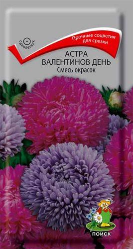 Астра Валентинов день Смесь окрасок, вид